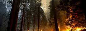 Lesné požiare a vypaľovanie trávy